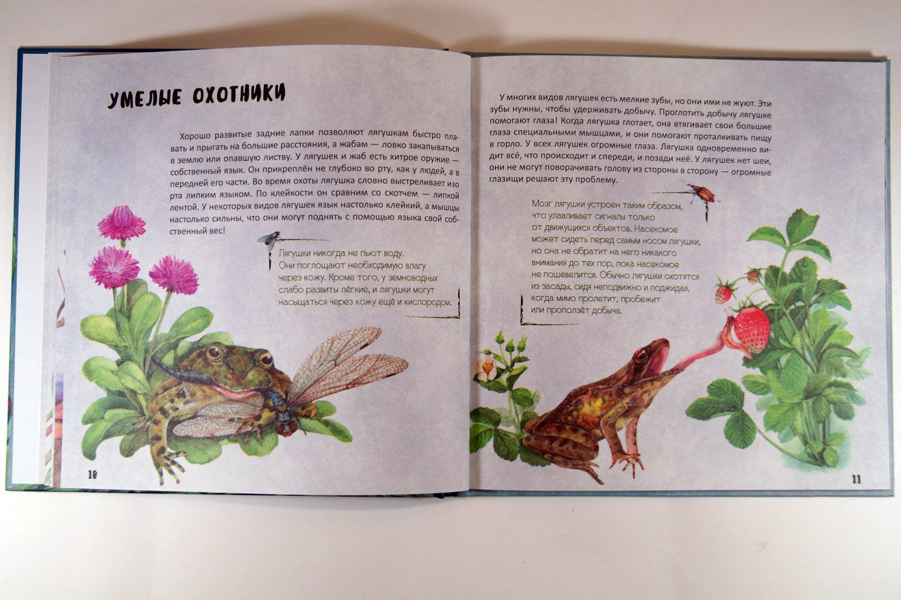 Похожие но разные. Зеленые страницы лягушка и жаба. Книга зеленые страницы про лягушек. Похожие но разные лягушка. Книга зеленые страницы про лягушек и жаб.