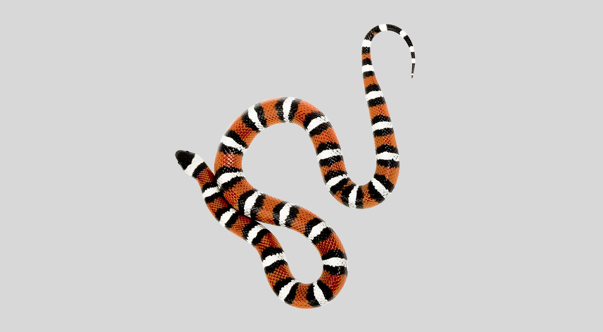 Книги о змеях