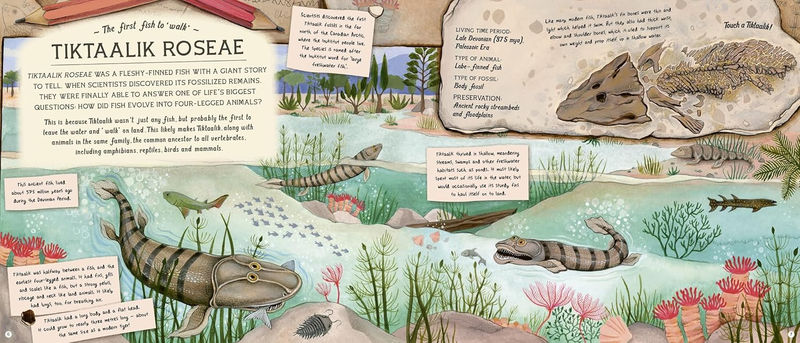 Эми Этуотер «Сокровища искателя окаменелостей»