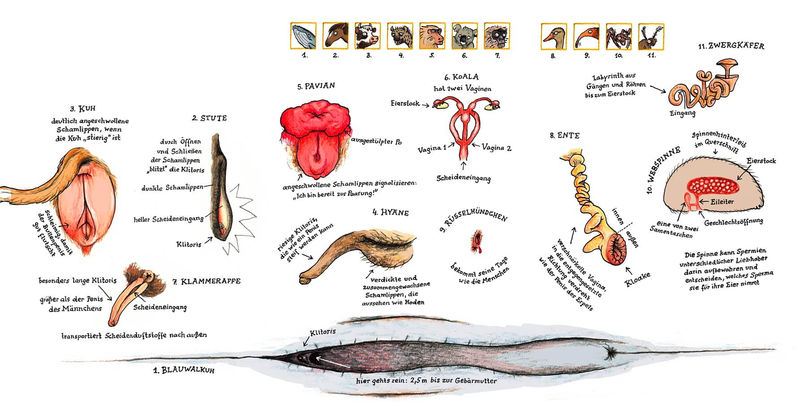 Катарина фон дер Гатен. Личная жизнь животных